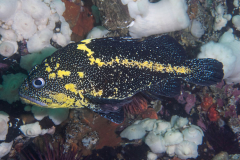 china_rockfish