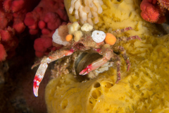 crab1