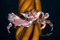 crab10