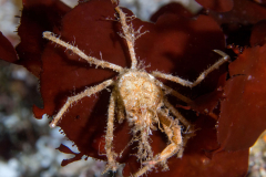 crab3