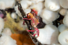 crab5
