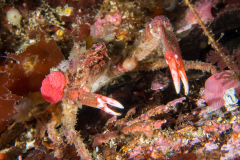 crab6
