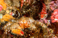 crab8