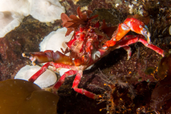 crab9