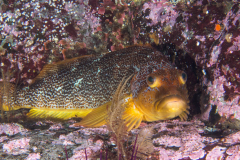 greenling