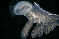 hooded_nudi