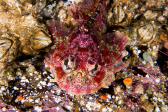 irish_lord_sculpin