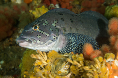 kelp_greenling