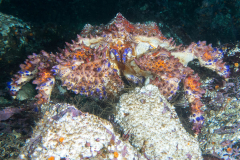king_crab3