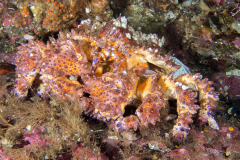 king_crab4