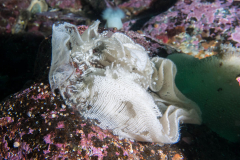 nudi_eggs