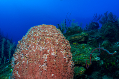 Barrel-Sponge1