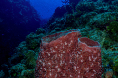 Barrel_Sponge2