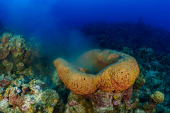 Barrel_Sponge3