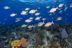 Bermuda_Chubs