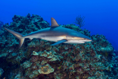 Caribbean_Reef_Shark1