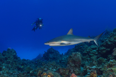 Caribbean_Reef_Shark2