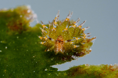 Eyespot_Costasiella
