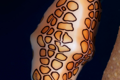 Flamingo-Tongue1