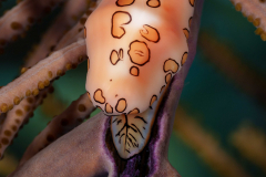 Flamingo_Tongue2
