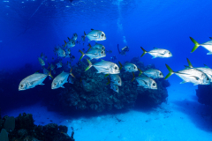 Horse-Eye_Jacks Horse-Eye_Jacks