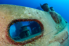 Kittiwake1