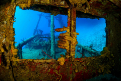 Kittiwake3