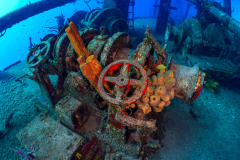 Kittiwake4
