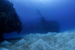 Kittiwake5