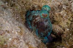 Octopus