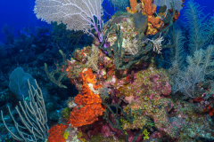 Reef1