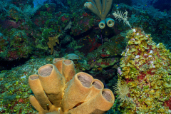 Reef2