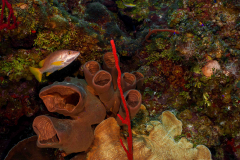 Reef3