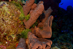 Reef4