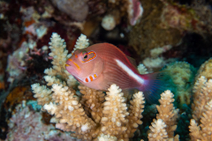 arc-eye_hawkfish