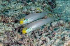 bluestreak_goby