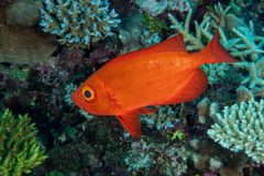 crescent-tail_bigeye