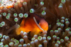 fiji_anemonefish1