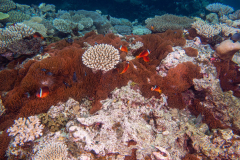 fiji_anemonefish2