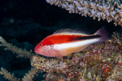 freckled_hawkfish-juvenile