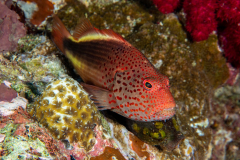 freckled_hawkfish