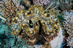 giant_clam1