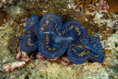 giant_clam2