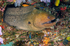 giant_moray