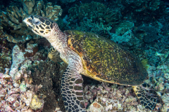 hawksbill_turtle