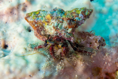 hermit_crab