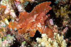 leaf_scorpionfish