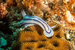 nudi1-chromodoris