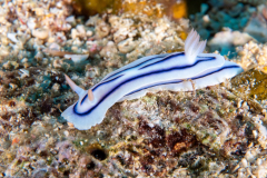 nudi2-chromodoris