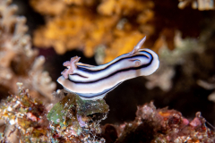nudi3-chromodoris
